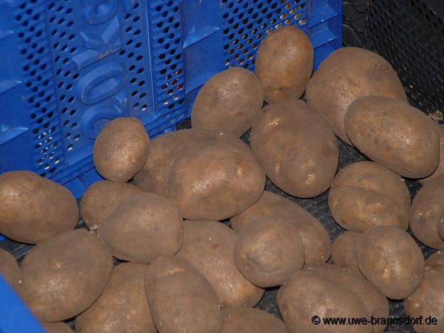 Frühe Kartoffeln Sorte Christa
